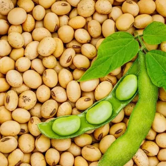 Soybean Benefits